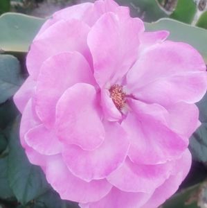 Meet your Posher, Tanya